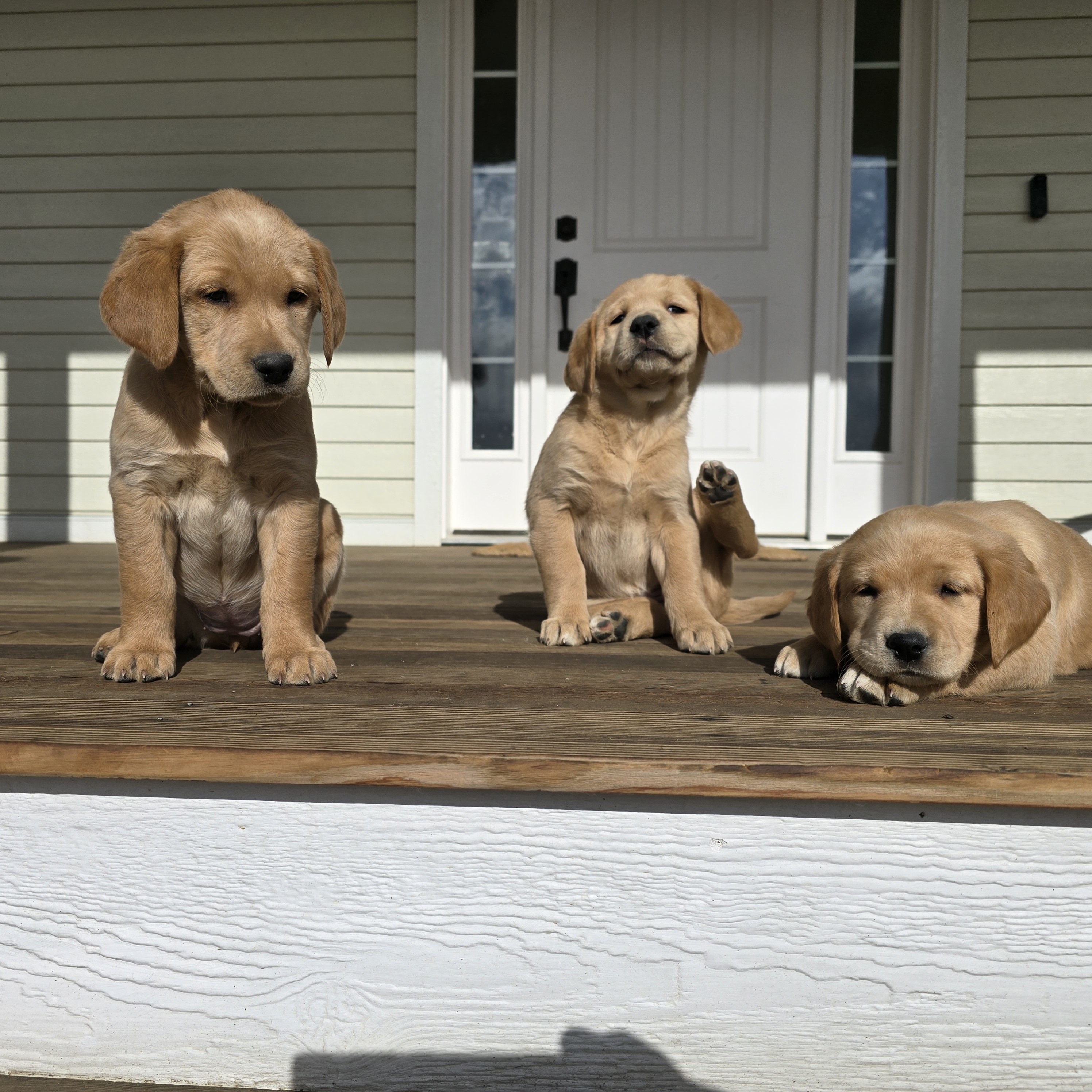 Two goldador puppies on a staircase