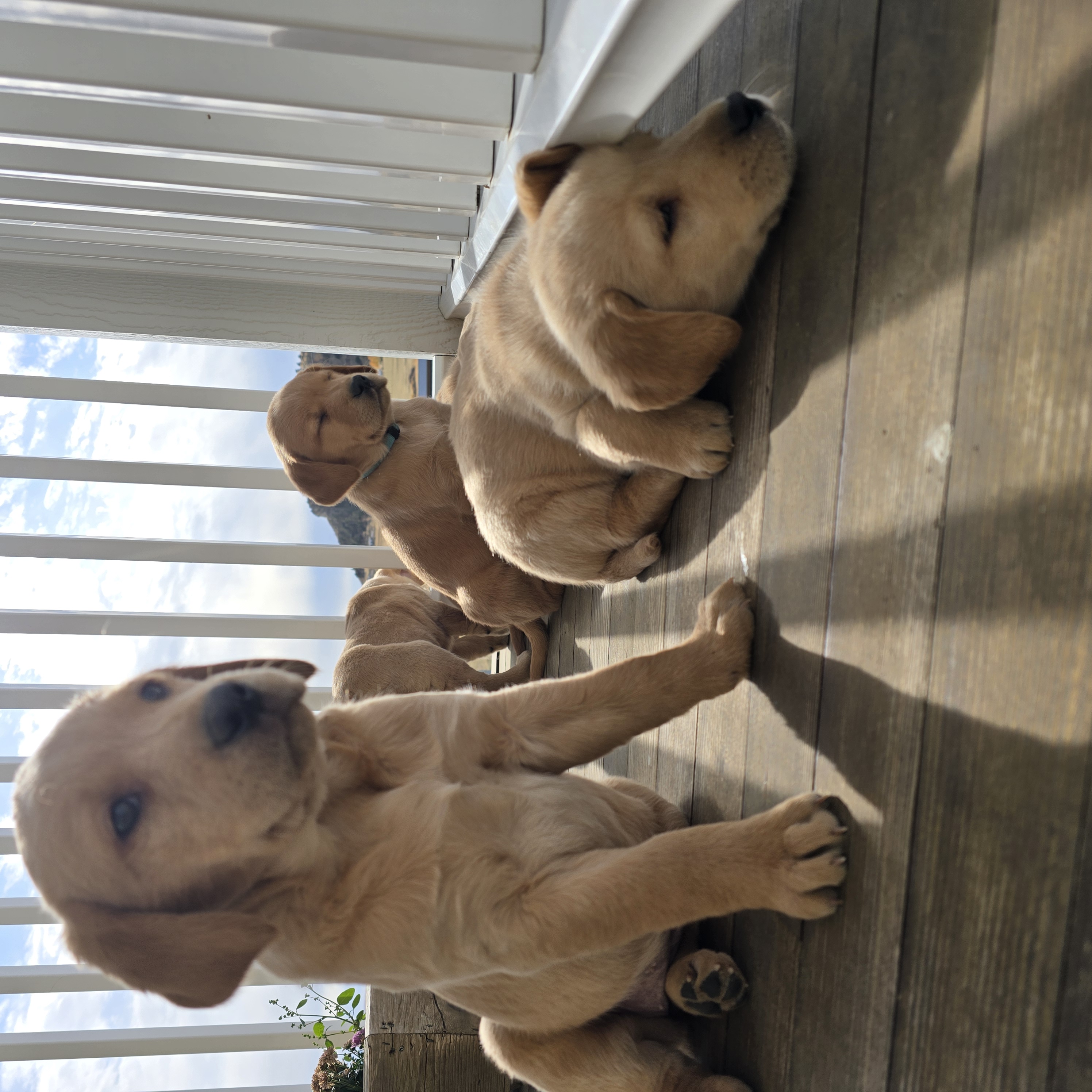 Three goldador puppies and a chicken sit together