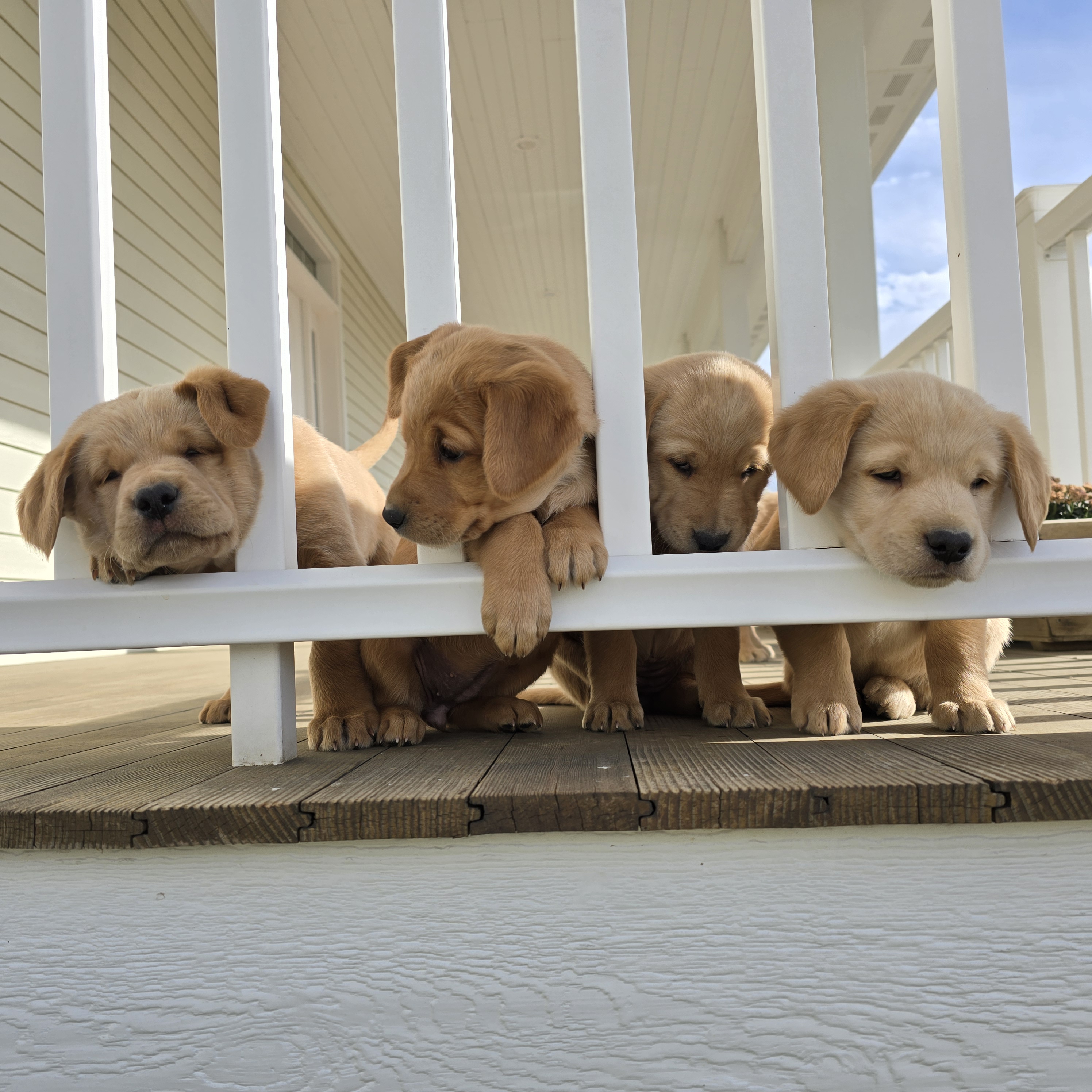 Three goldador puppies lay together