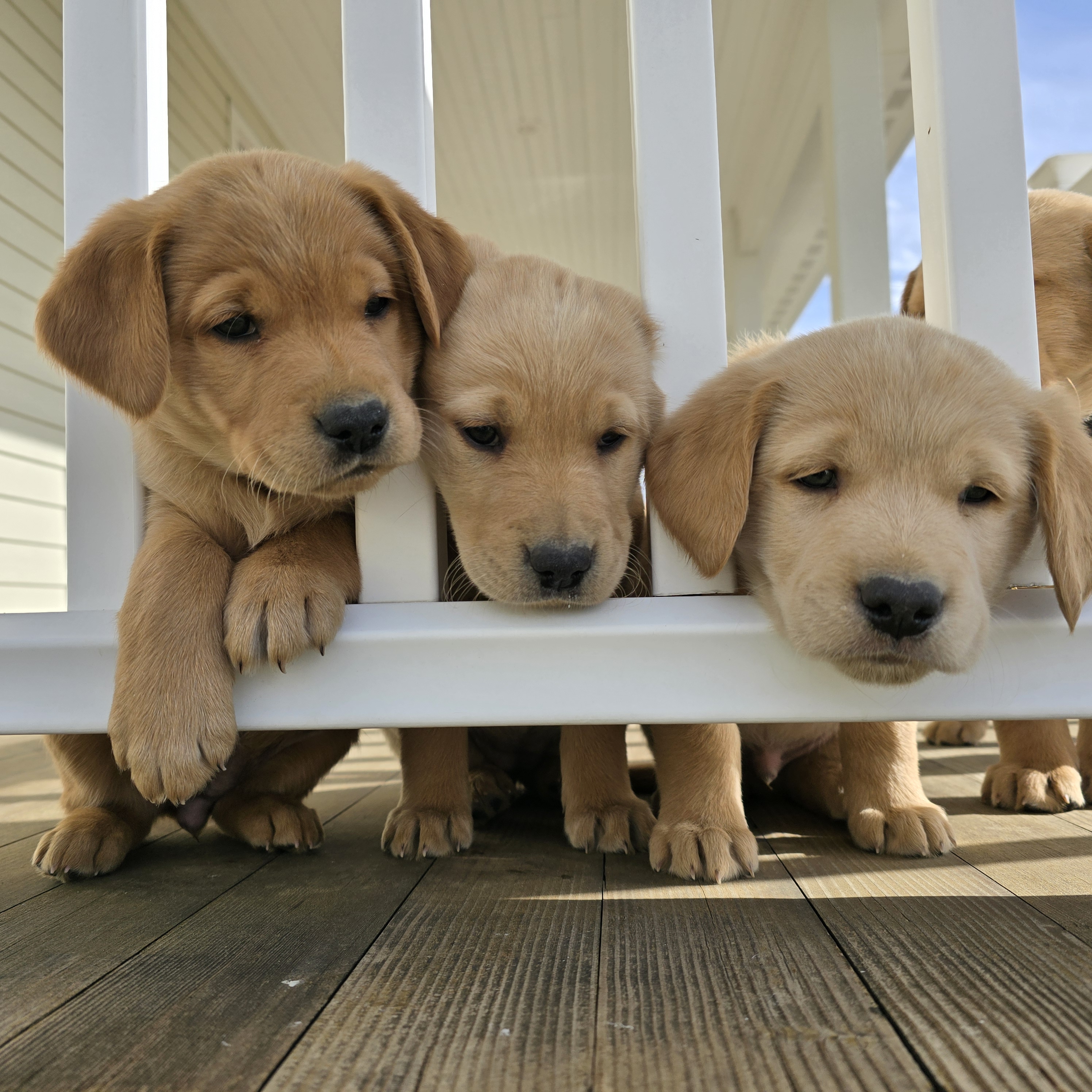 A standing goldador puppy looks at the camera