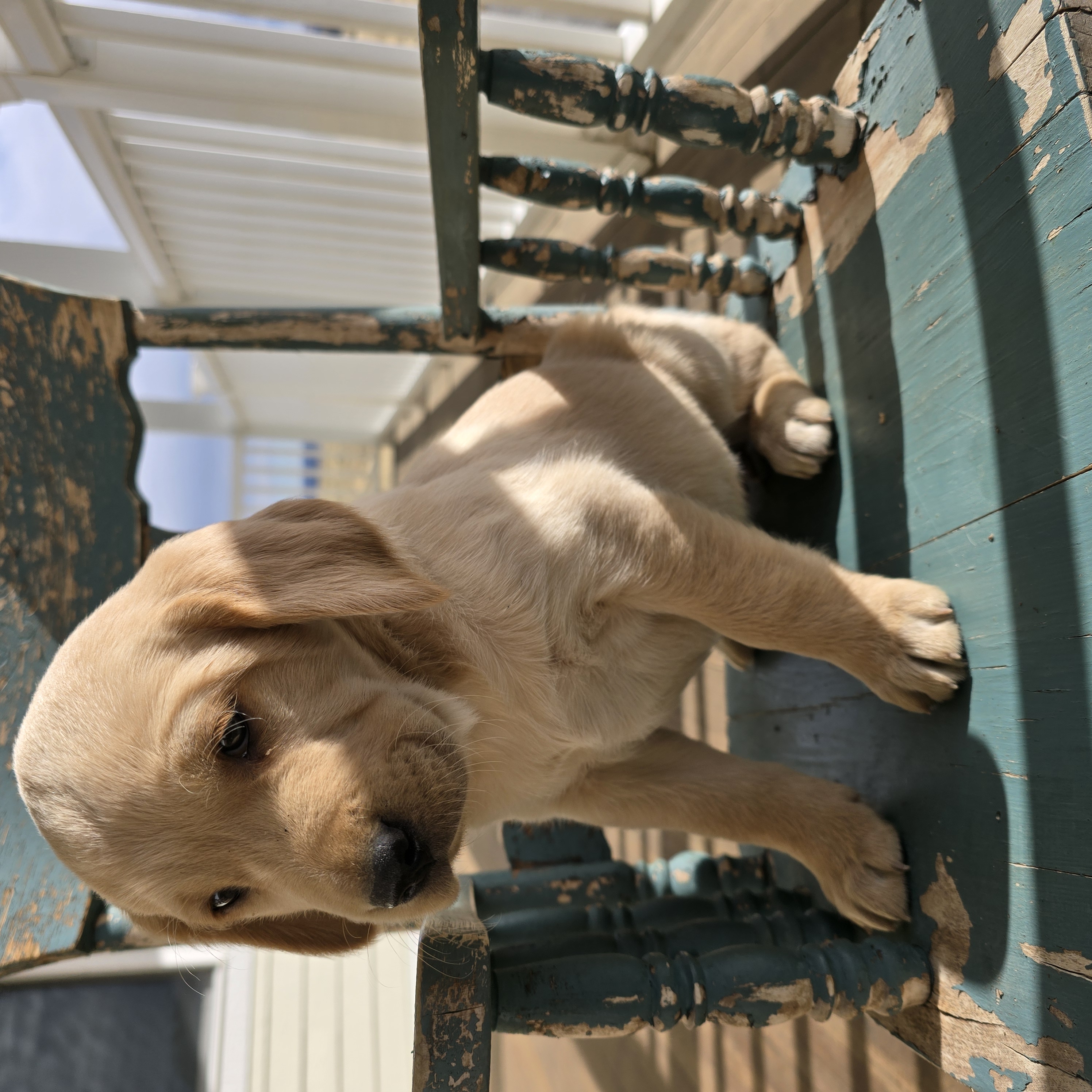 A standing goldador puppy looks at the camera